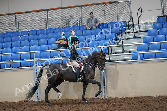2020 - AB Morgan Horse - Fri, Sept 04 - 06036