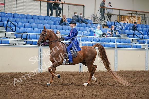 2020 - AB Morgan Horse - Fri, Sept 04 - 04877