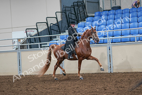 2020 - AB Morgan Horse - Sat, Sept 05 - 08251
