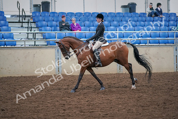 2019 Morgan Horse Show - Aug 30, 2019 - 20506