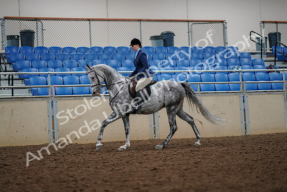 2019 Morgan Horse Show - Aug 30, 2019 - 22386