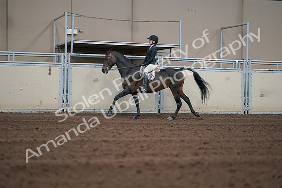 2019 Morgan Horse Show - Sept 01, 2019 - 03724
