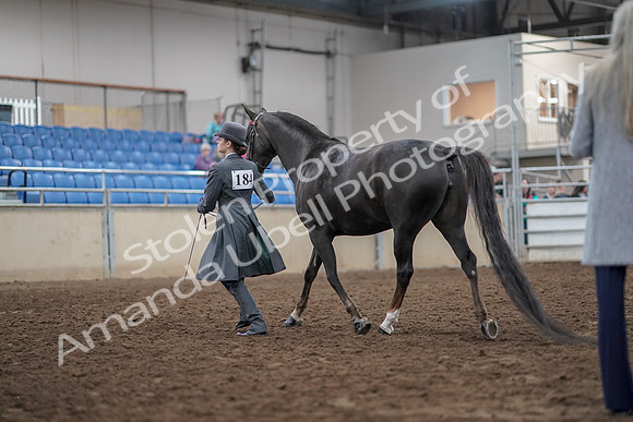 2019 Morgan Horse Show - Aug 31, 2019 - 01961