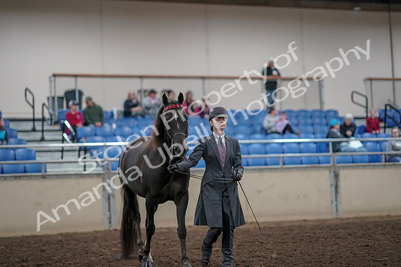 2019 Morgan Horse Show - Aug 31, 2019 - 01977
