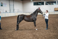 2020 - AB Morgan Horse - Sat, Sept 05 - 00642