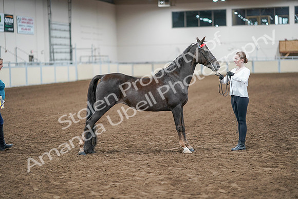 2020 - AB Morgan Horse - Sat, Sept 05 - 00642