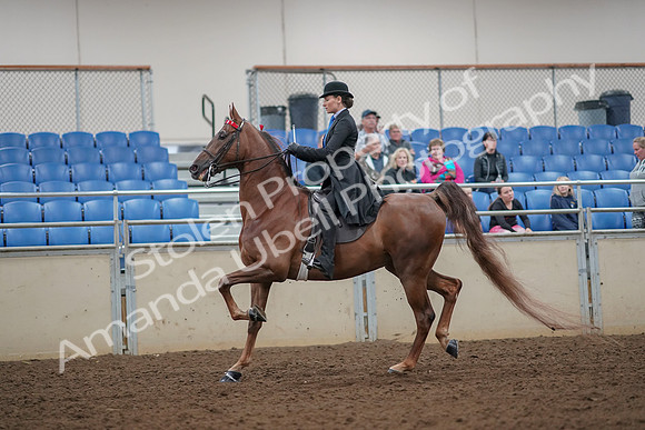 2019 Morgan Horse Show - Aug 30, 2019 - 25053