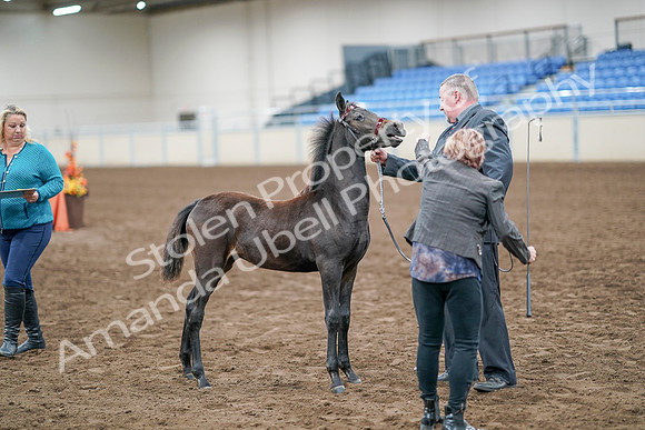 2020 - AB Morgan Horse - Sat, Sept 05 - 00488