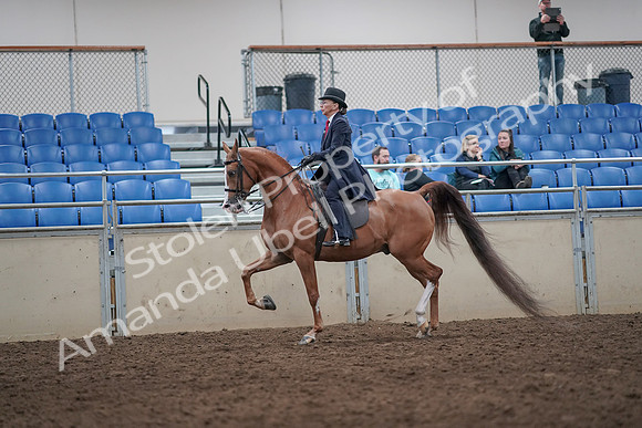 2019 Morgan Horse Show - Aug 31, 2019 - 08658