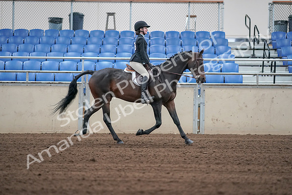 2019 Morgan Horse Show - Sept 01, 2019 - 03829