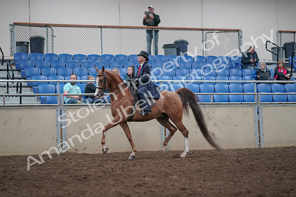 2019 Morgan Horse Show - Aug 31, 2019 - 08542