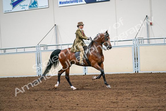 2020 - AB Morgan Horse - Sat, Sept 05 - 08179