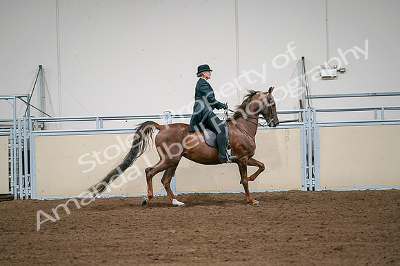 2020 - AB Morgan Horse - Fri, Sept 04 - 08121