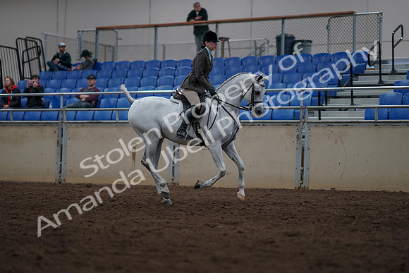 2019 Morgan Horse Show - Sept 01, 2019 - 08823