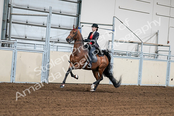 2020 - AB Morgan Horse - Sat, Sept 05 - 06706