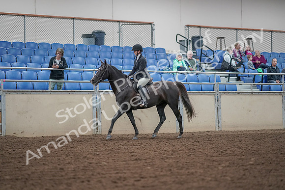 2019 Morgan Horse Show - Aug 30, 2019 - 14871