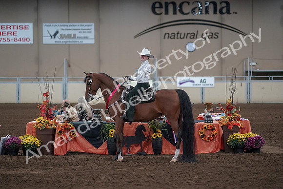 2019 Morgan Horse Show - Sept 01, 2019 - 07259