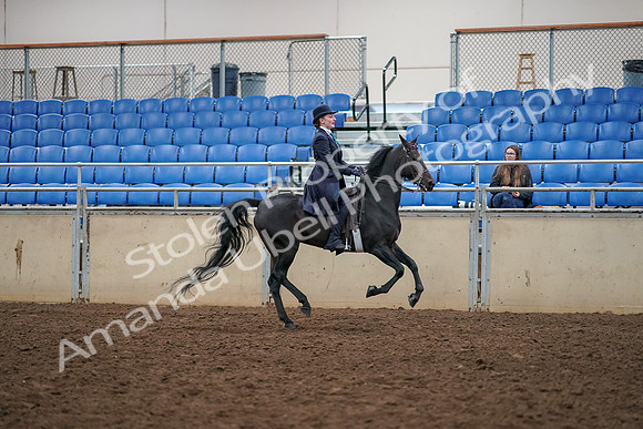 2019 Morgan Horse Show - Aug 30, 2019 - 12488