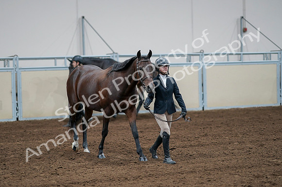 2020 - AB Morgan Horse - Fri, Sept 04 - 00789