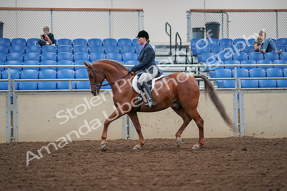 2019 Morgan Horse Show - Aug 30, 2019 - 16195