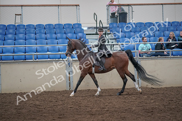 2019 Morgan Horse Show - Aug 31, 2019 - 08800