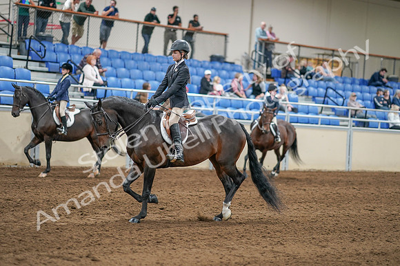 2020 - AB Morgan Horse - Sat, Sept 05 - 10603