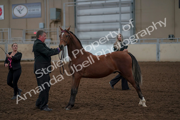 2019 Morgan Horse Show - Aug 30, 2019 - 25585