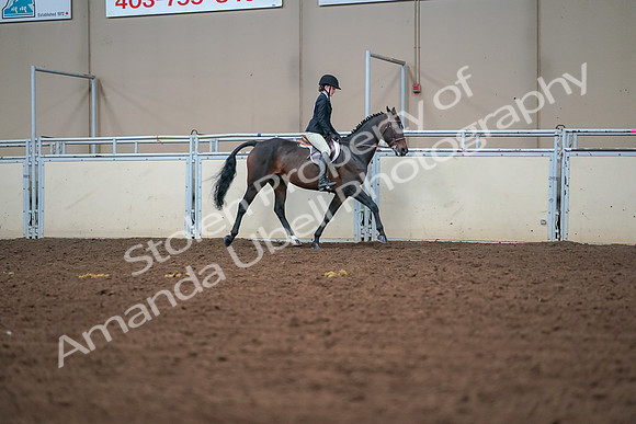 2019 Morgan Horse Show - Aug 30, 2019 - 20883