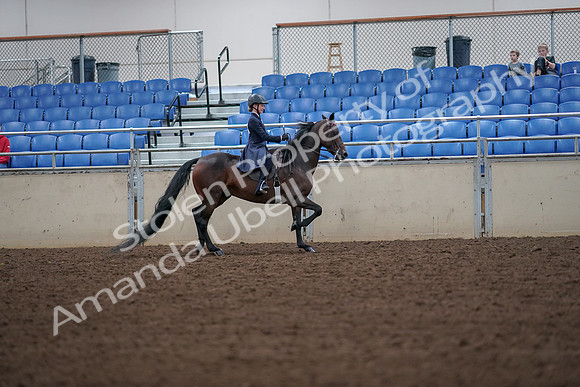 2019 Morgan Horse Show - Aug 30, 2019 - 18036