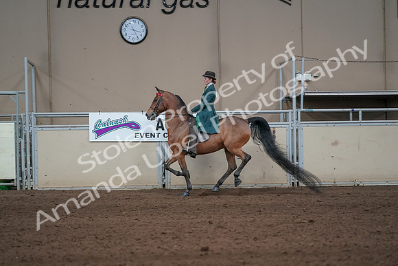 2019 Morgan Horse Show - Sept 01, 2019 - 13256