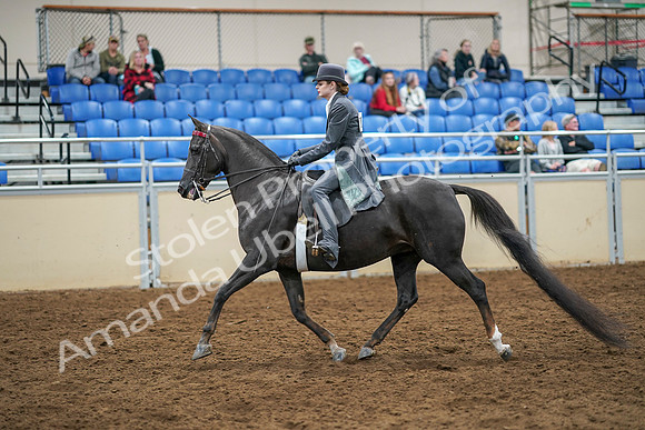 2020 - AB Morgan Horse - Sat, Sept 05 - 13582