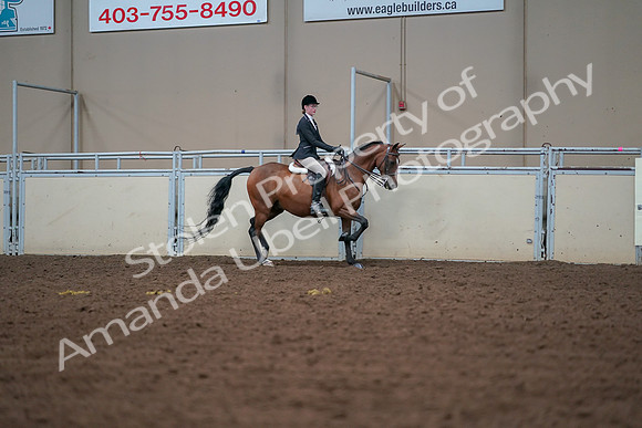 2019 Morgan Horse Show - Aug 30, 2019 - 20900