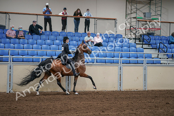 2020 - AB Morgan Horse - Sat, Sept 05 - 06831