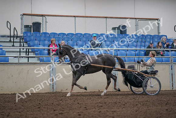 2019 Morgan Horse Show - Aug 31, 2019 - 10254