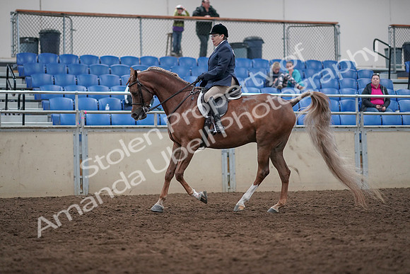 2019 Morgan Horse Show - Sept 01, 2019 - 08738