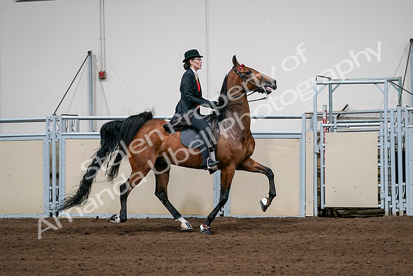 2020 - AB Morgan Horse - Sat, Sept 05 - 06835
