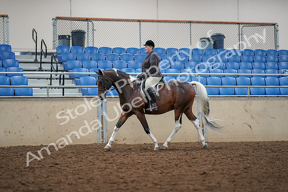 2019 Morgan Horse Show - Aug 30, 2019 - 22229