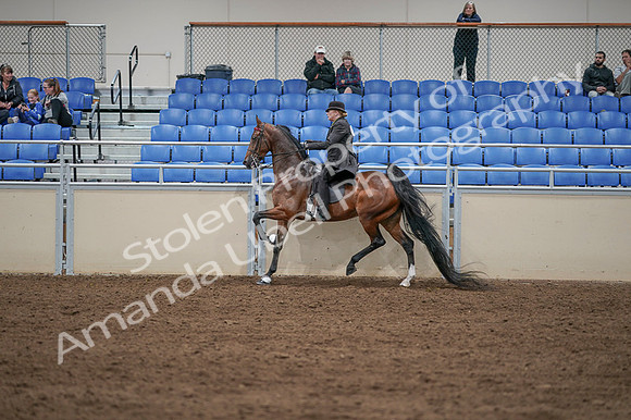 2020 - AB Morgan Horse - Fri, Sept 04 - 09648