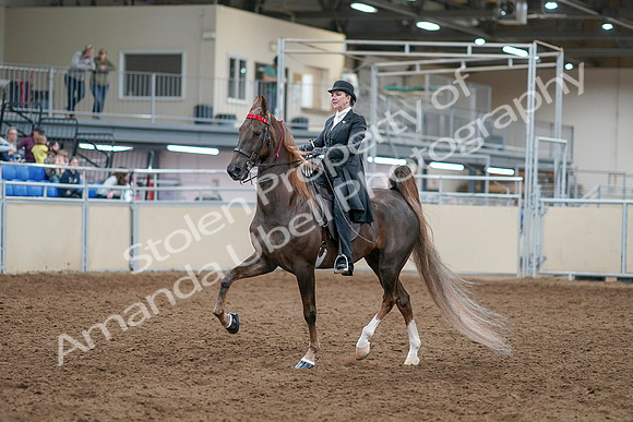 2020 - AB Morgan Horse - Sat, Sept 05 - 12933
