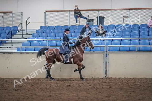 2019 Morgan Horse Show - Aug 31, 2019 - 08880