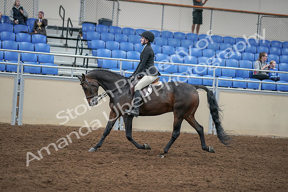 2020 - AB Morgan Horse - Fri, Sept 04 - 05845