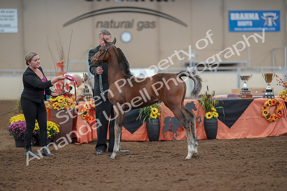 2019 Morgan Horse Show - Aug 30, 2019 - 24958