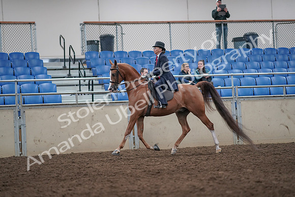 2019 Morgan Horse Show - Aug 31, 2019 - 08654
