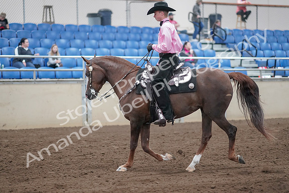 2019 Morgan Horse Show - Sept 01, 2019 - 06999