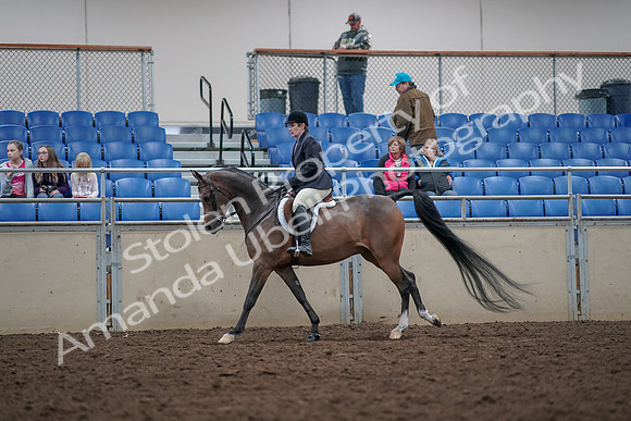 2019 Morgan Horse Show - Aug 31, 2019 - 15987