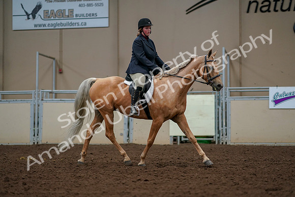 2019 Morgan Horse Show - Aug 30, 2019 - 22622
