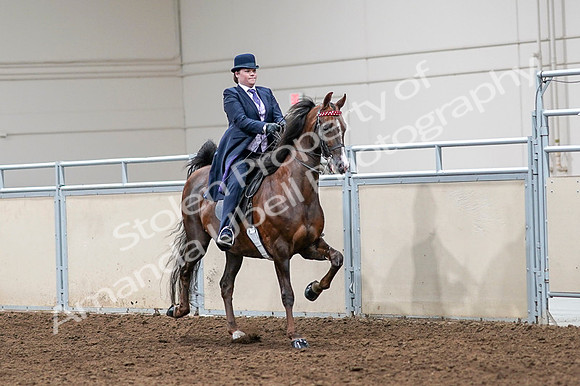 2020 - AB Morgan Horse - Fri, Sept 04 - 08060