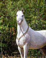 Arabians - 218