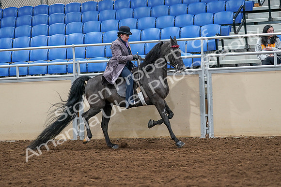 2020 - AB Morgan Horse - Sat, Sept 05 - 13987