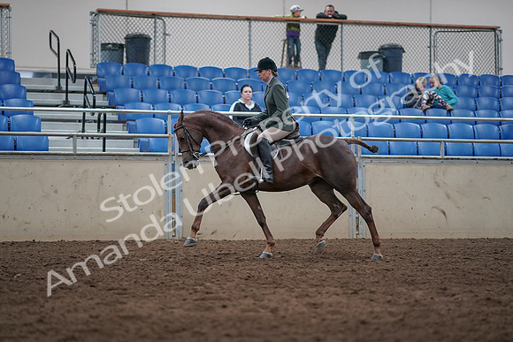2019 Morgan Horse Show - Sept 01, 2019 - 08624